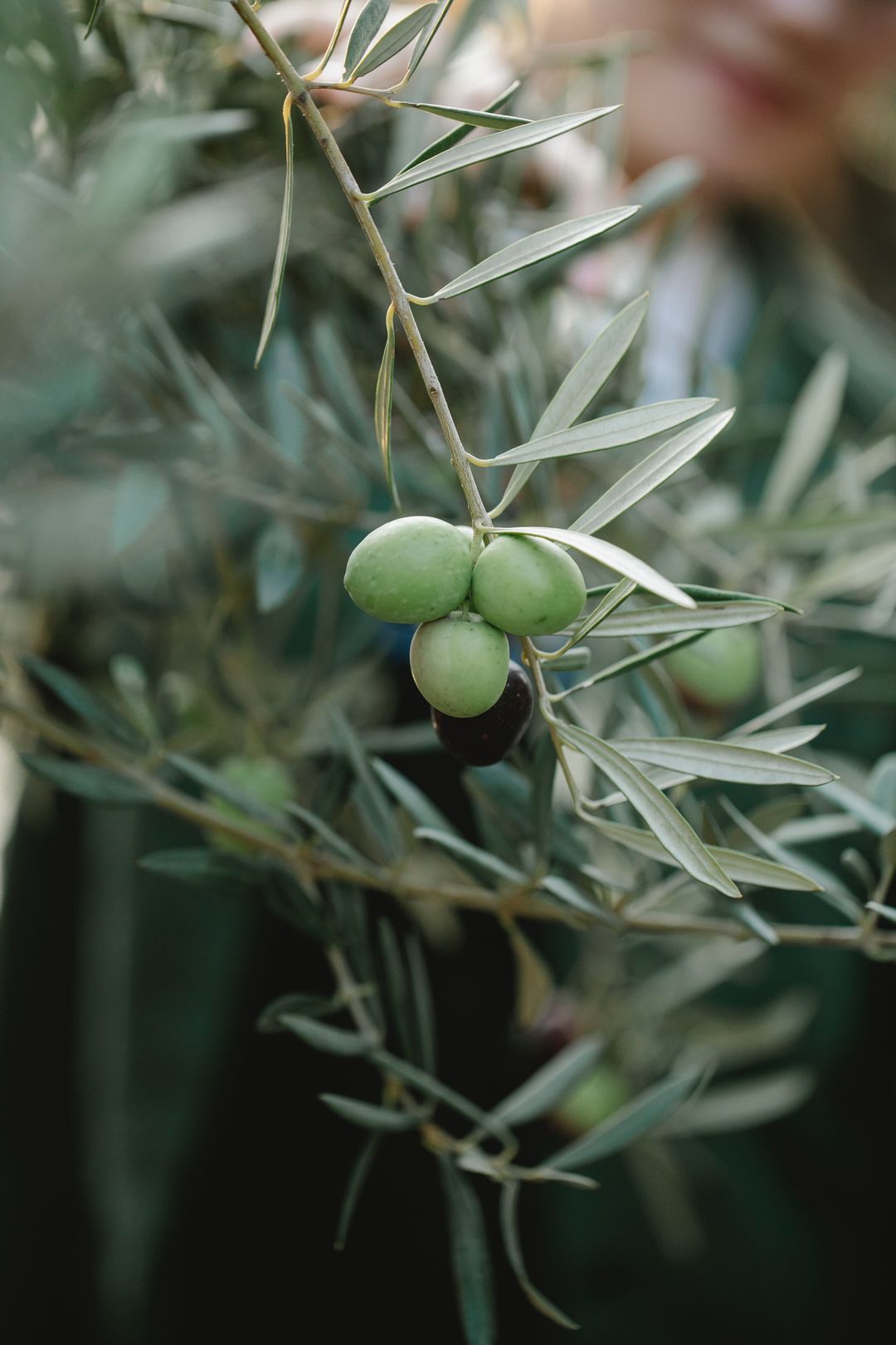Image of olives in a tree